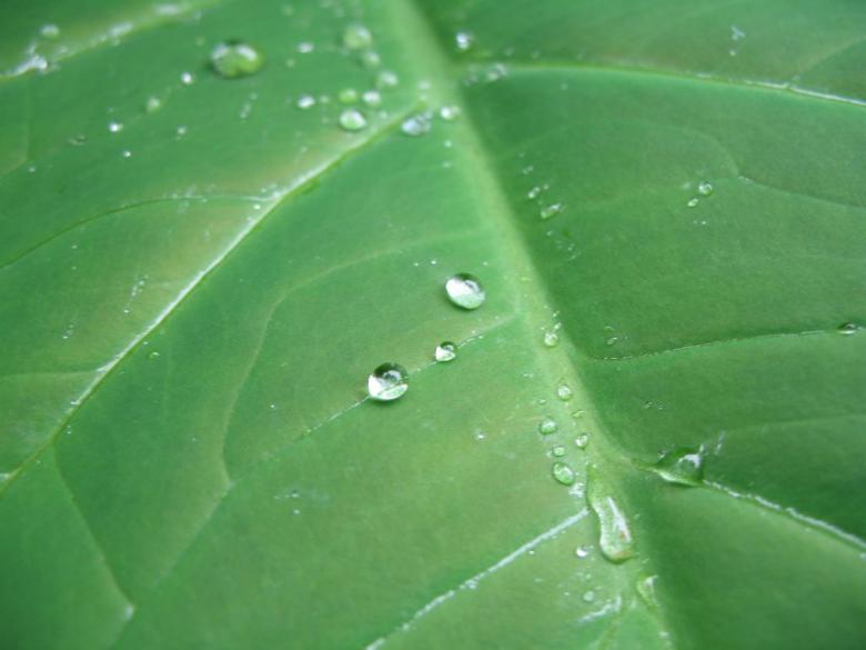 Free stock image of Droplets on Green Leaf created by kiraan
