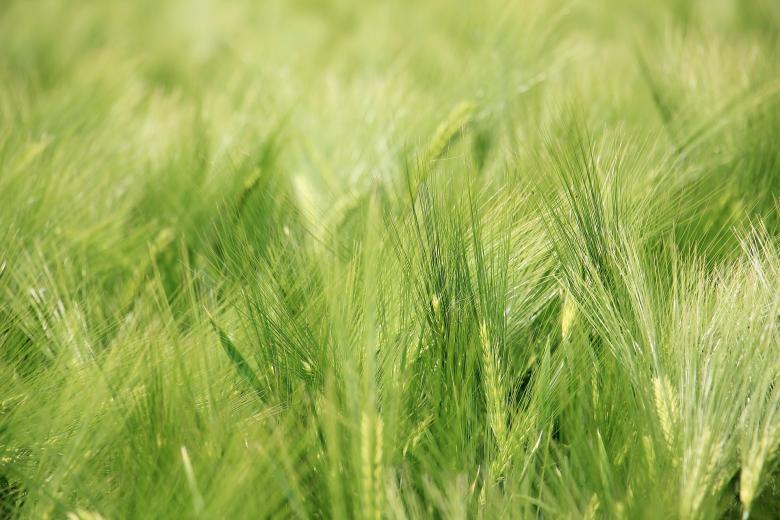 Free stock image of Barley Field created by Pixabay