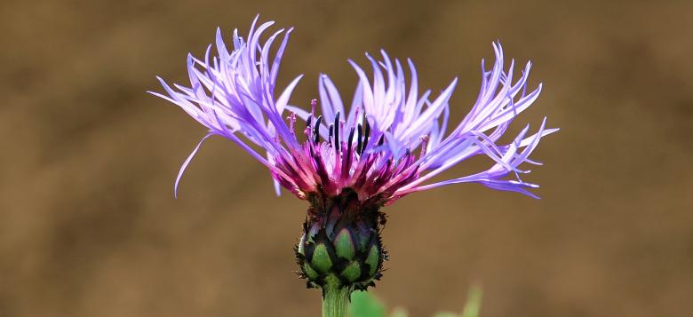 Free stock image of Corn Flower created by Pixabay