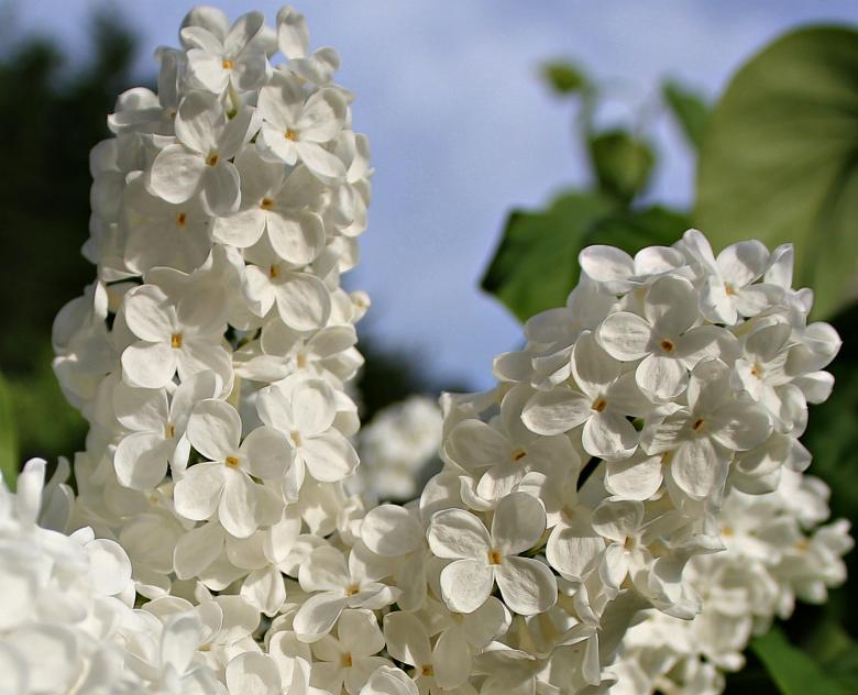 Free stock image of White Lilac created by Pixabay
