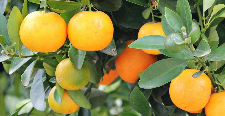 Free stock image of Fresh Oranges created by Pixabay