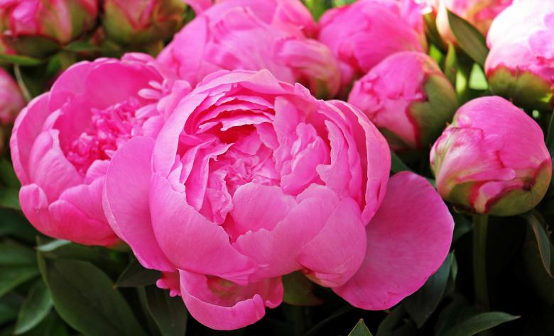 Free stock image of Macro Peony created by Pixabay
