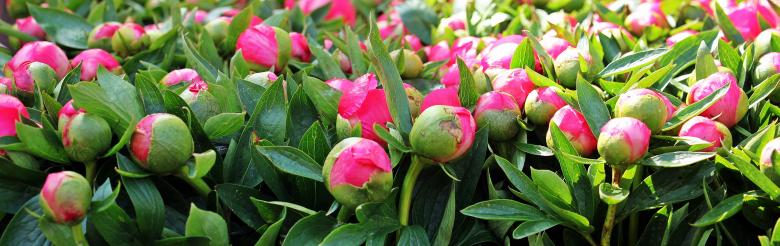 Free stock image of Macro Peony created by Pixabay