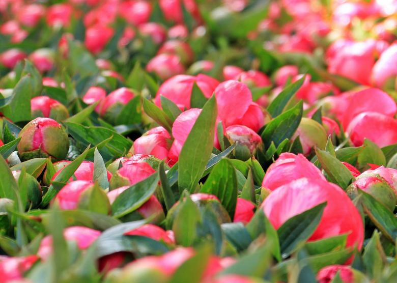 Free stock image of Macro Peony created by Pixabay