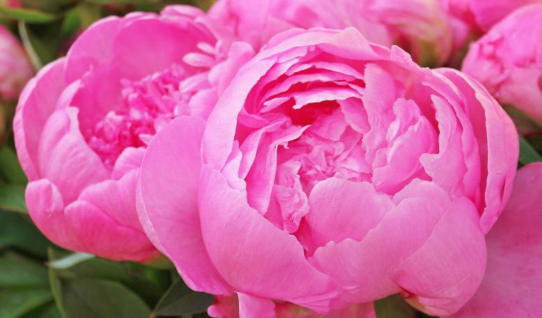 Free stock image of Macro Peony created by Pixabay
