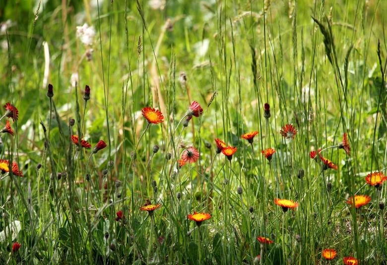 Free stock image of Pointed Flower created by Pixabay