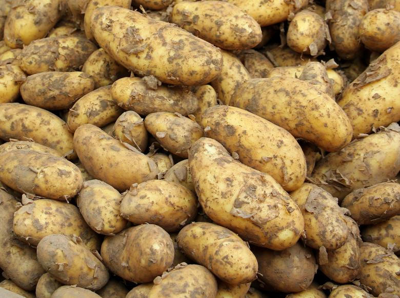 Free stock image of Bunch of Potatoes created by Pixabay