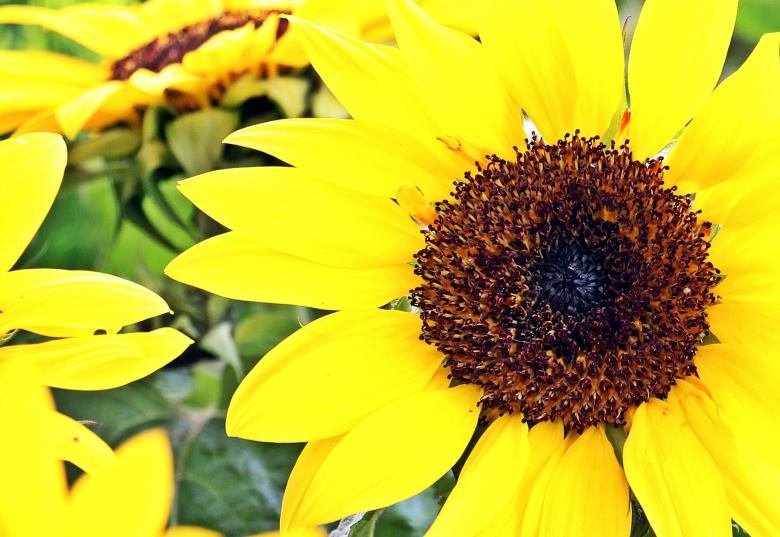 Free stock image of Sunflower Field created by Pixabay