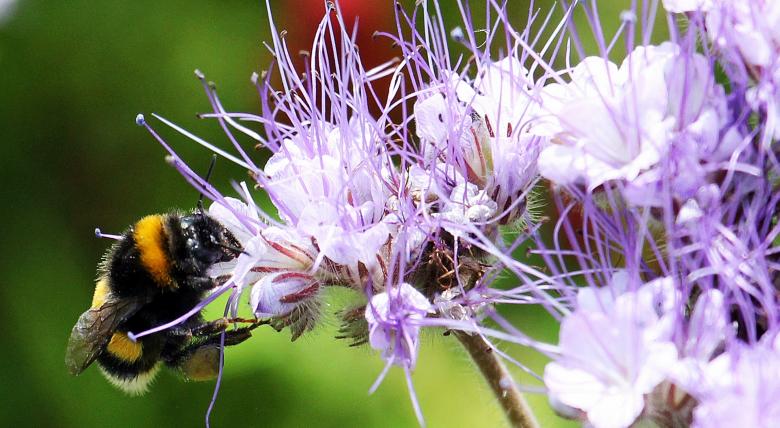 Free stock image of Bee on the Flowers created by Pixabay