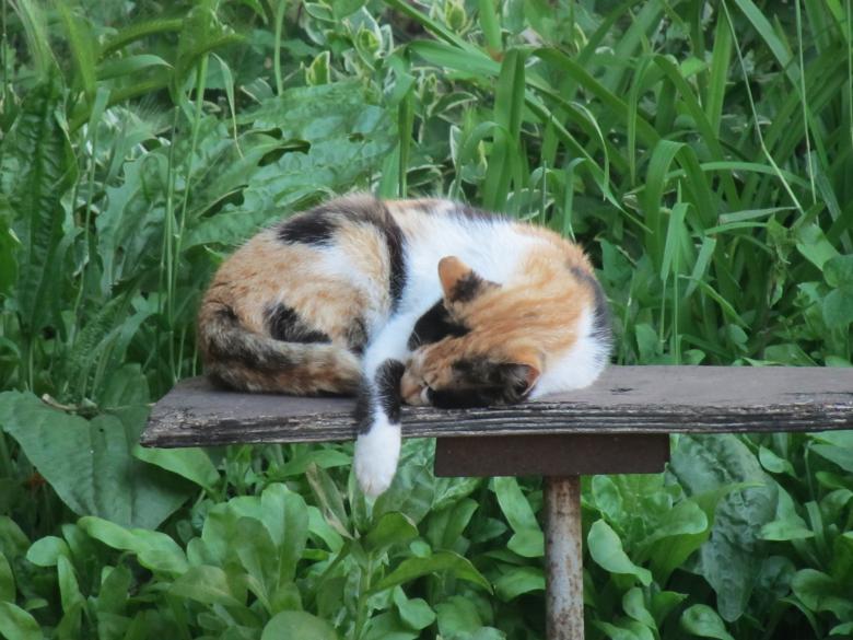 Free stock image of Sleeping Cat created by Boris Kyurkchiev