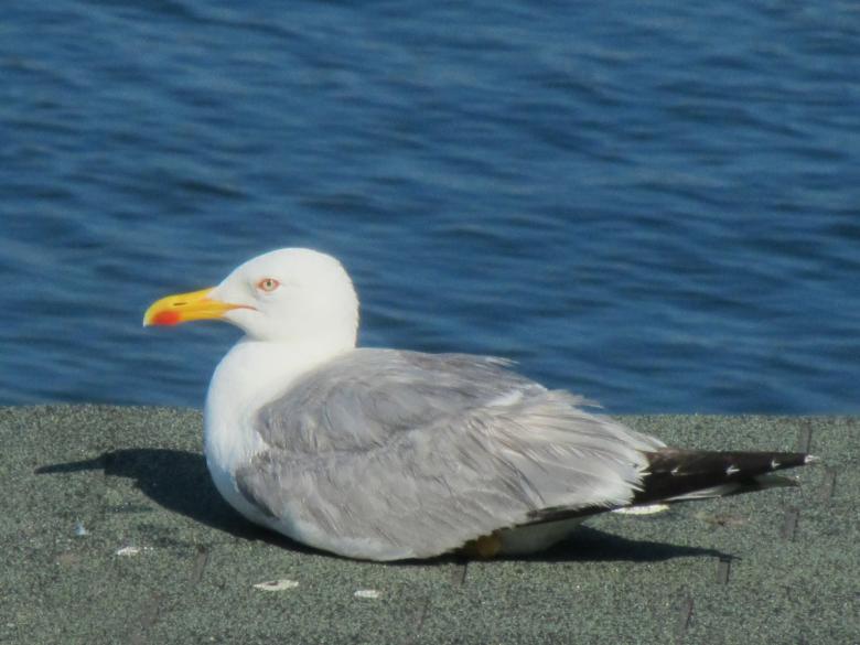 Free stock image of Seagull resting by the sea created by Boris Kyurkchiev