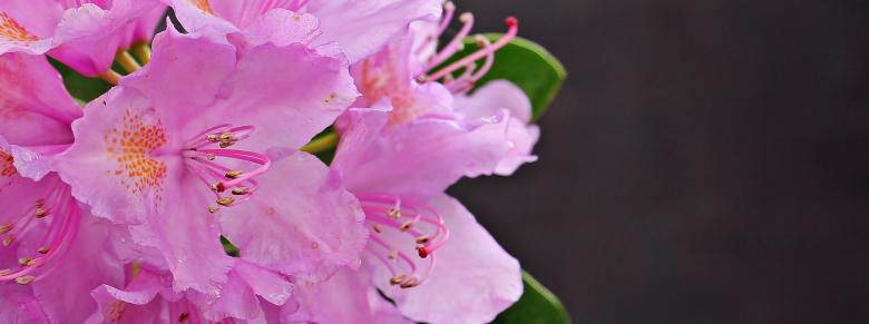 Free stock image of Fresh Azalea created by Pixabay