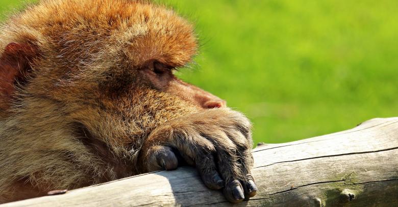 Free stock image of Barbary Ape created by Pixabay