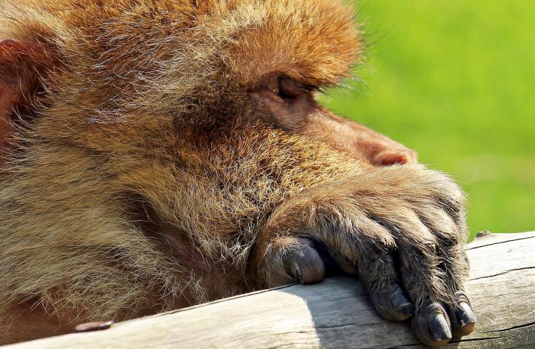 Free stock image of Barbary Ape created by Pixabay