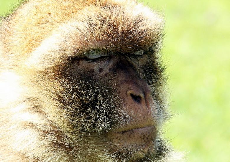 Free stock image of Barbary Ape created by Pixabay