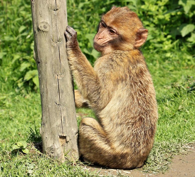 Free stock image of Barbary Ape created by Pixabay
