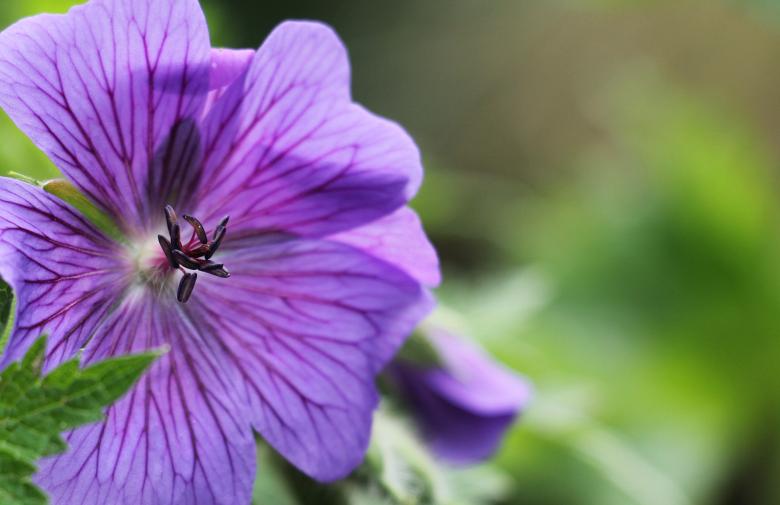 Free stock image of Macro Cranesbill created by Pixabay