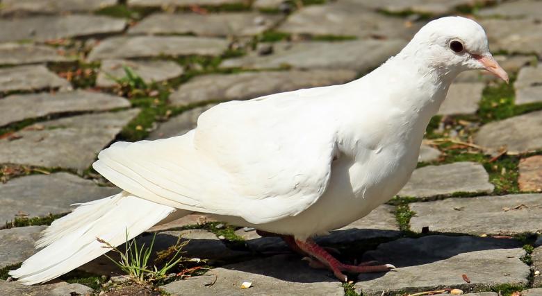 Free stock image of White Dove created by Pixabay