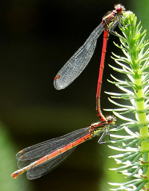 Free stock image of Dragonfly Macro created by Pixabay