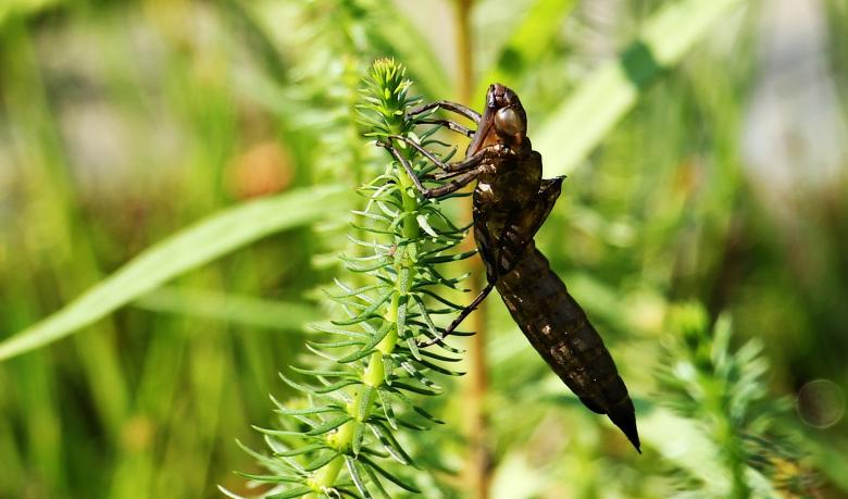 Free stock image of Dragonfly Macro created by Pixabay