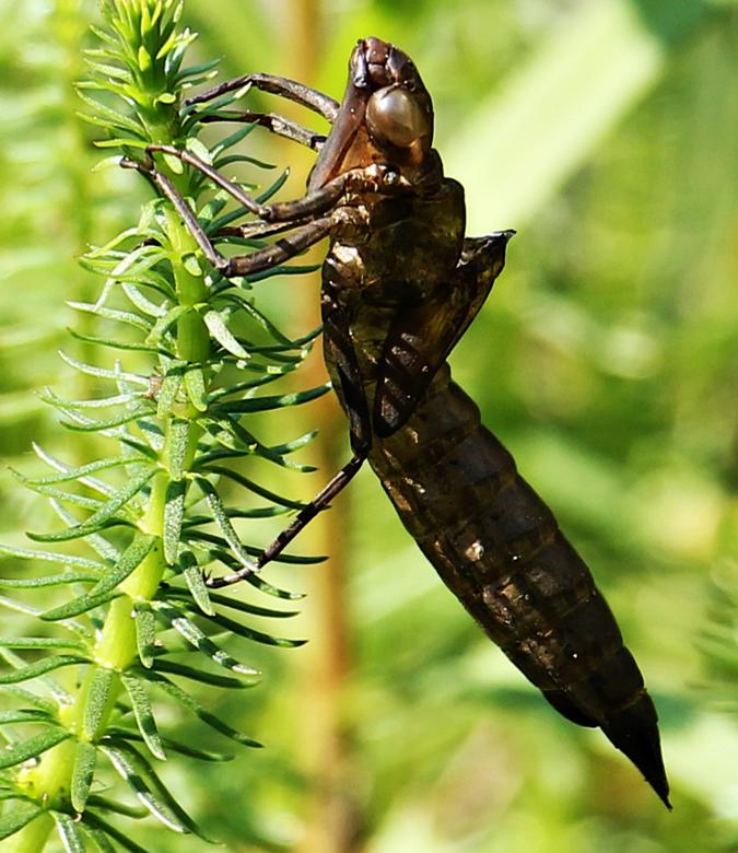 Free stock image of Dragonfly Macro created by Pixabay