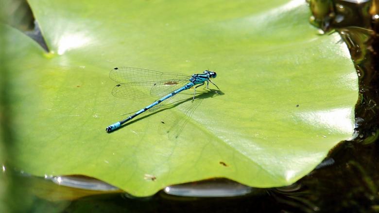 Free stock image of Dragonfly on the Leaf created by Pixabay