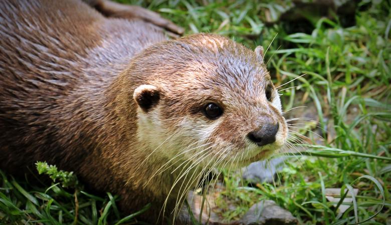 Free stock image of Wild Otter created by Pixabay