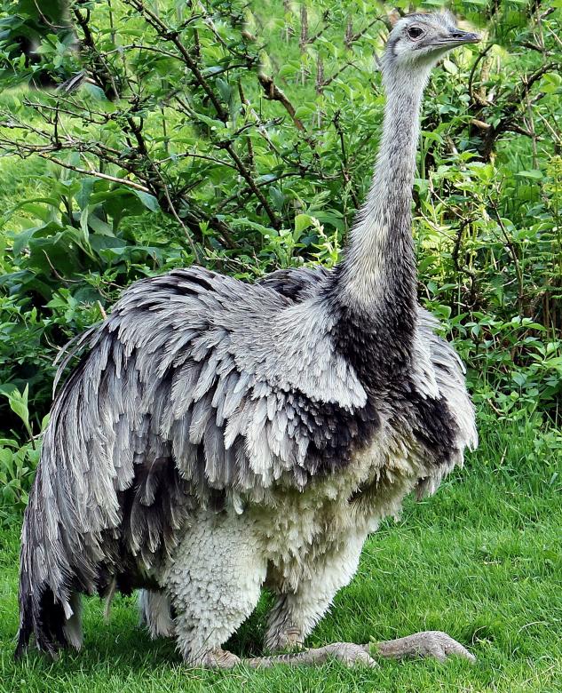 Free stock image of Rhea Bird created by Pixabay