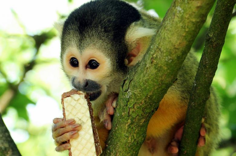 Free stock image of Squirrel Monkey created by Pixabay