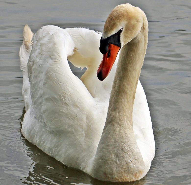 Free stock image of Swan Swimming created by Pixabay