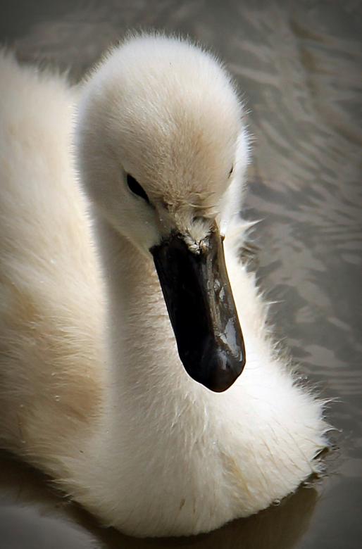 Free stock image of Swan Swimming created by Pixabay