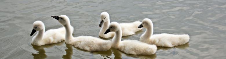 Free stock image of Swans Swimming created by Pixabay