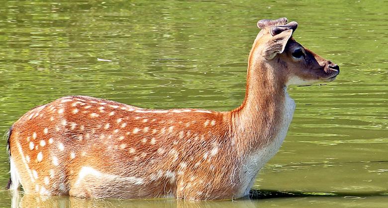 Free stock image of Deer Closeup created by Pixabay