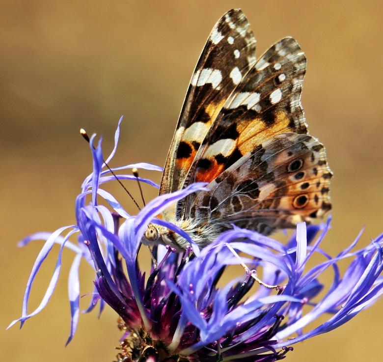 Free stock image of Butterfly on the Flower created by Pixabay