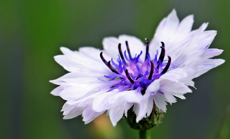 Free stock image of Fresh Cornflower created by Pixabay