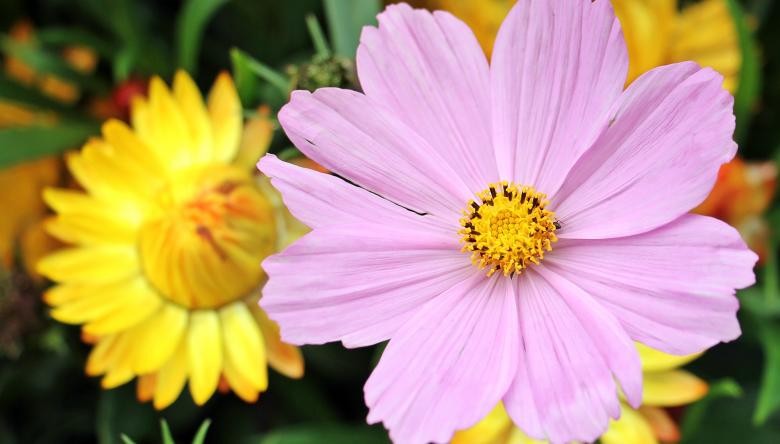 Free stock image of Blooming Cosmos created by Pixabay