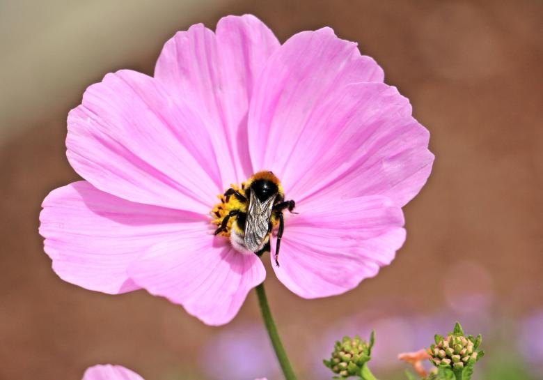 Free stock image of Bee on the Cosmo created by Pixabay