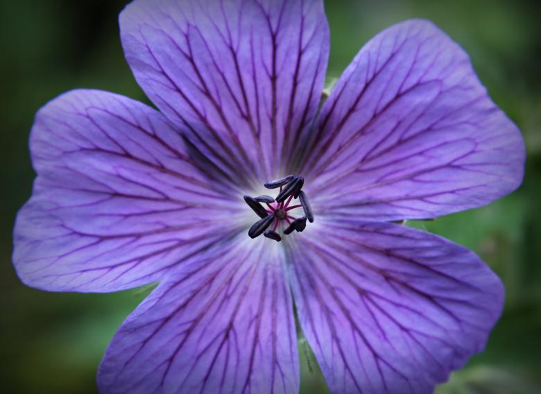 Free stock image of Fresh Cranesbill created by Pixabay