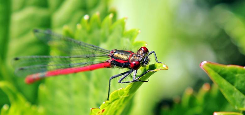 Free stock image of Dragonfly Closeup created by Pixabay