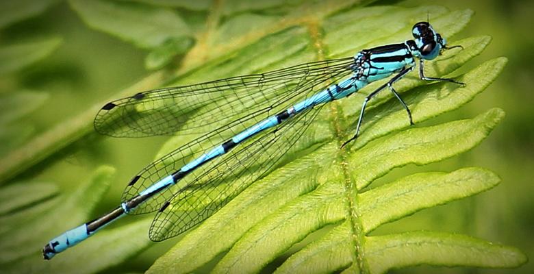 Free stock image of Dragonfly Closeup created by Pixabay