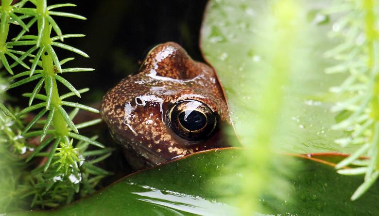 Free stock image of Frog Closeup created by Pixabay