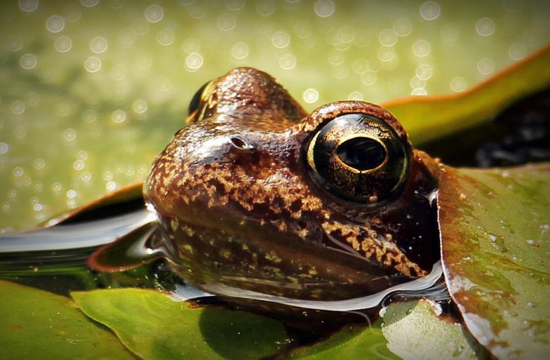 Free stock image of Frog Closeup created by Pixabay
