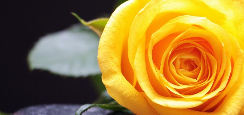 Free stock image of Fresh Rose created by Pixabay