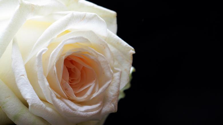 Free stock image of Fresh Rose created by Pixabay