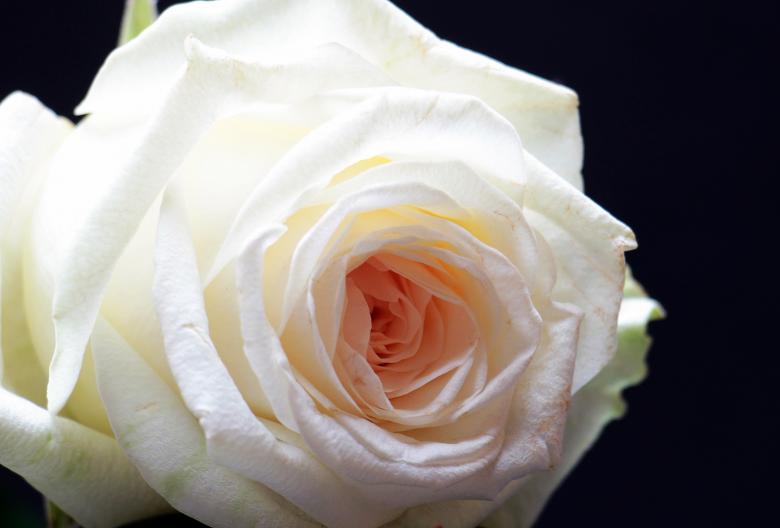Free stock image of Fresh Rose created by Pixabay