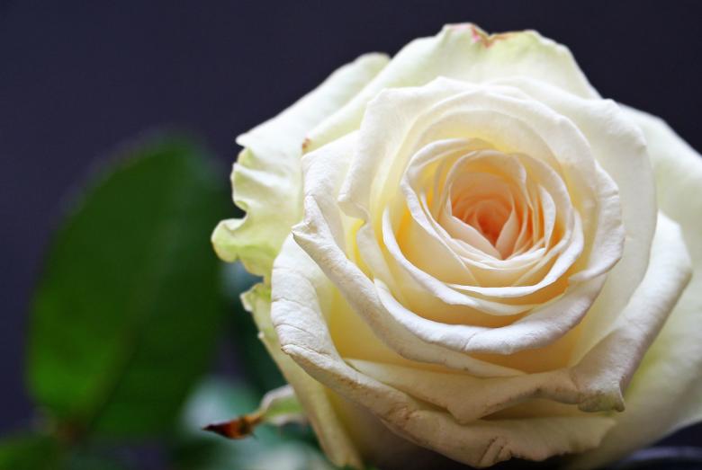 Free stock image of Fresh Rose created by Pixabay