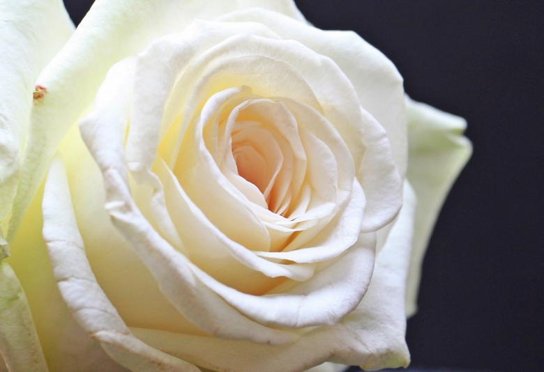 Free stock image of Fresh Rose created by Pixabay
