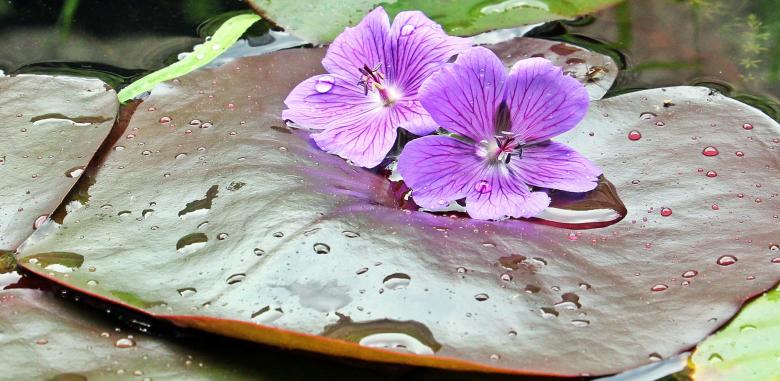 Free stock image of Water Lilies created by Pixabay
