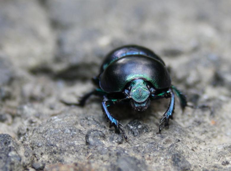 Free stock image of Beetle created by Kala Manó