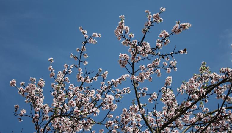 Free stock image of Almond Tree created by Kala Manó